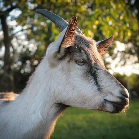 De La Marzelle Tatil Evi