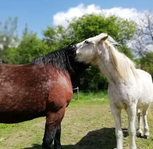 Tatil Evi De La Marzelle *