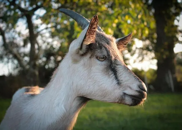 De La Marzelle Tatil Evi